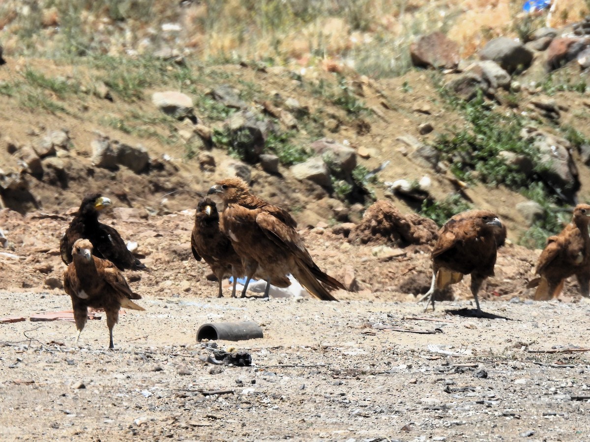 Mountain Caracara - ML647583036