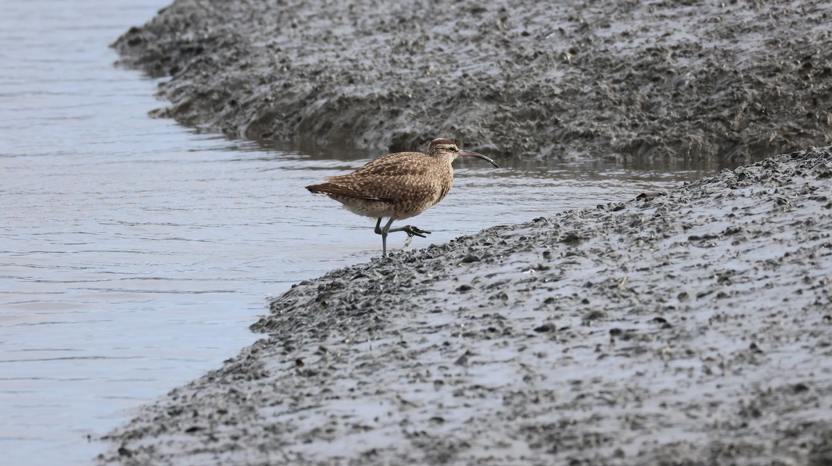 Hudsonbrachvogel - ML647583037