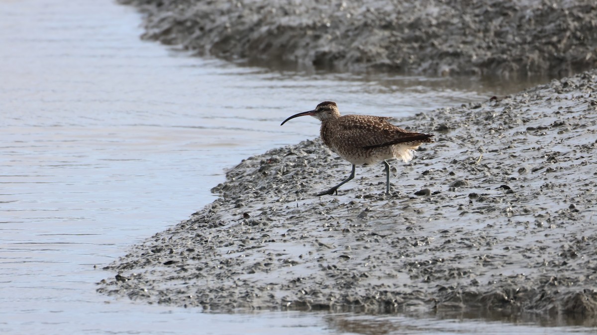 Hudsonbrachvogel - ML647583038