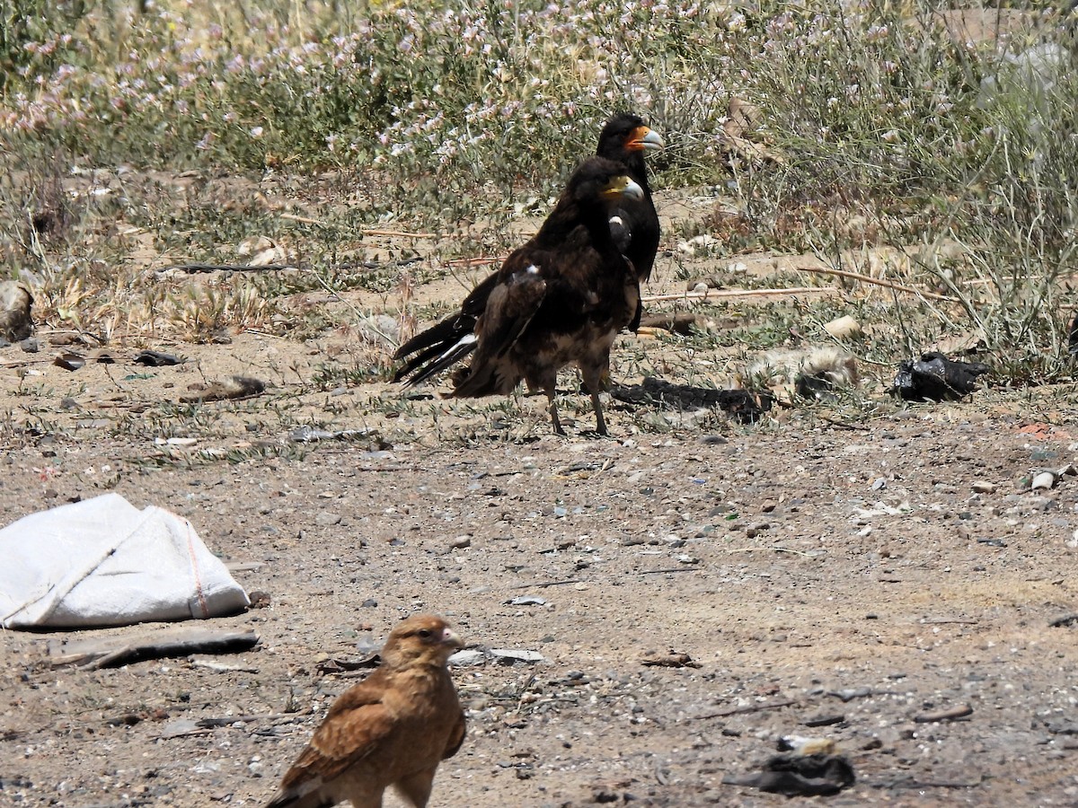 Bergkarakara - ML647583043