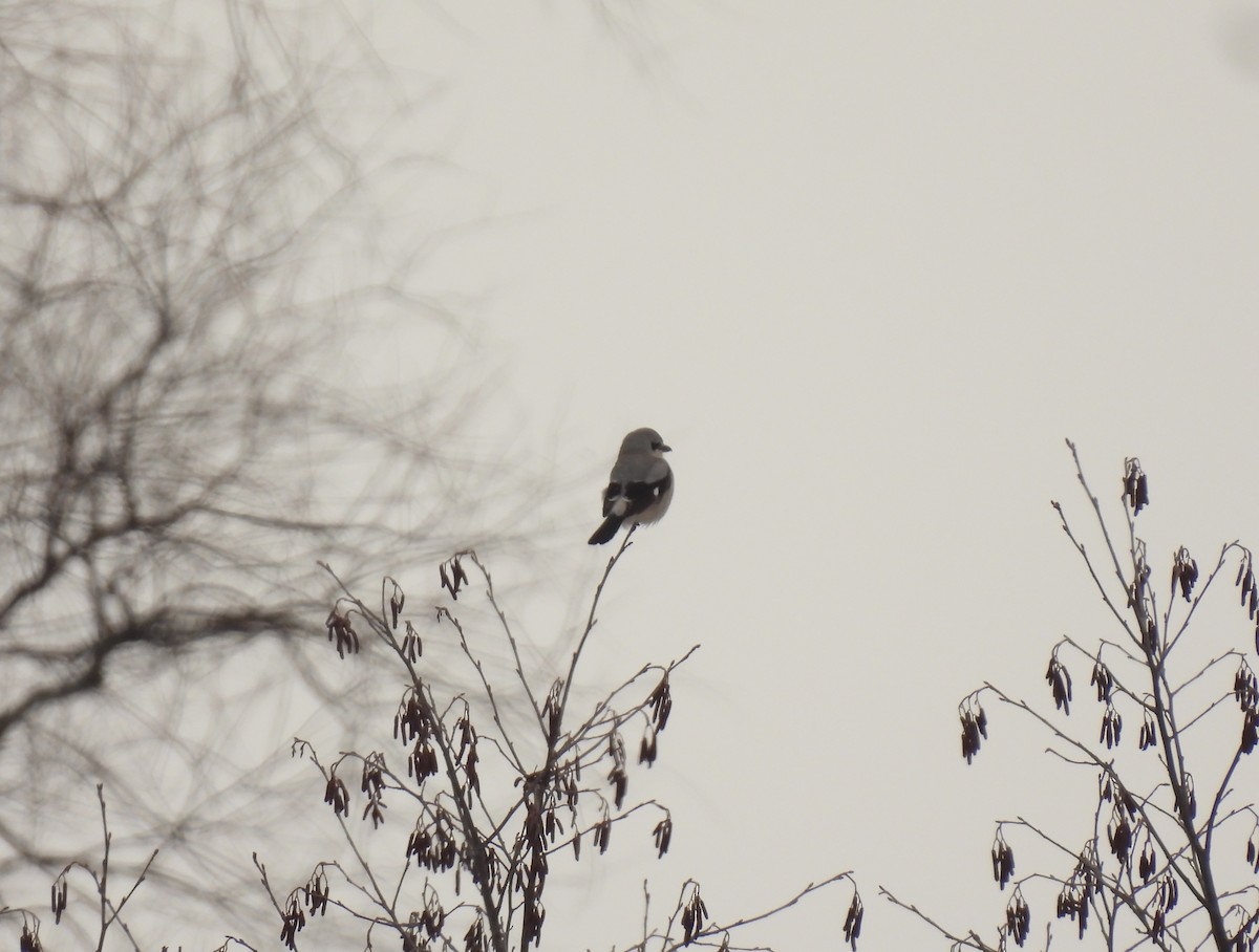 Taigaraubwürger - ML647583044