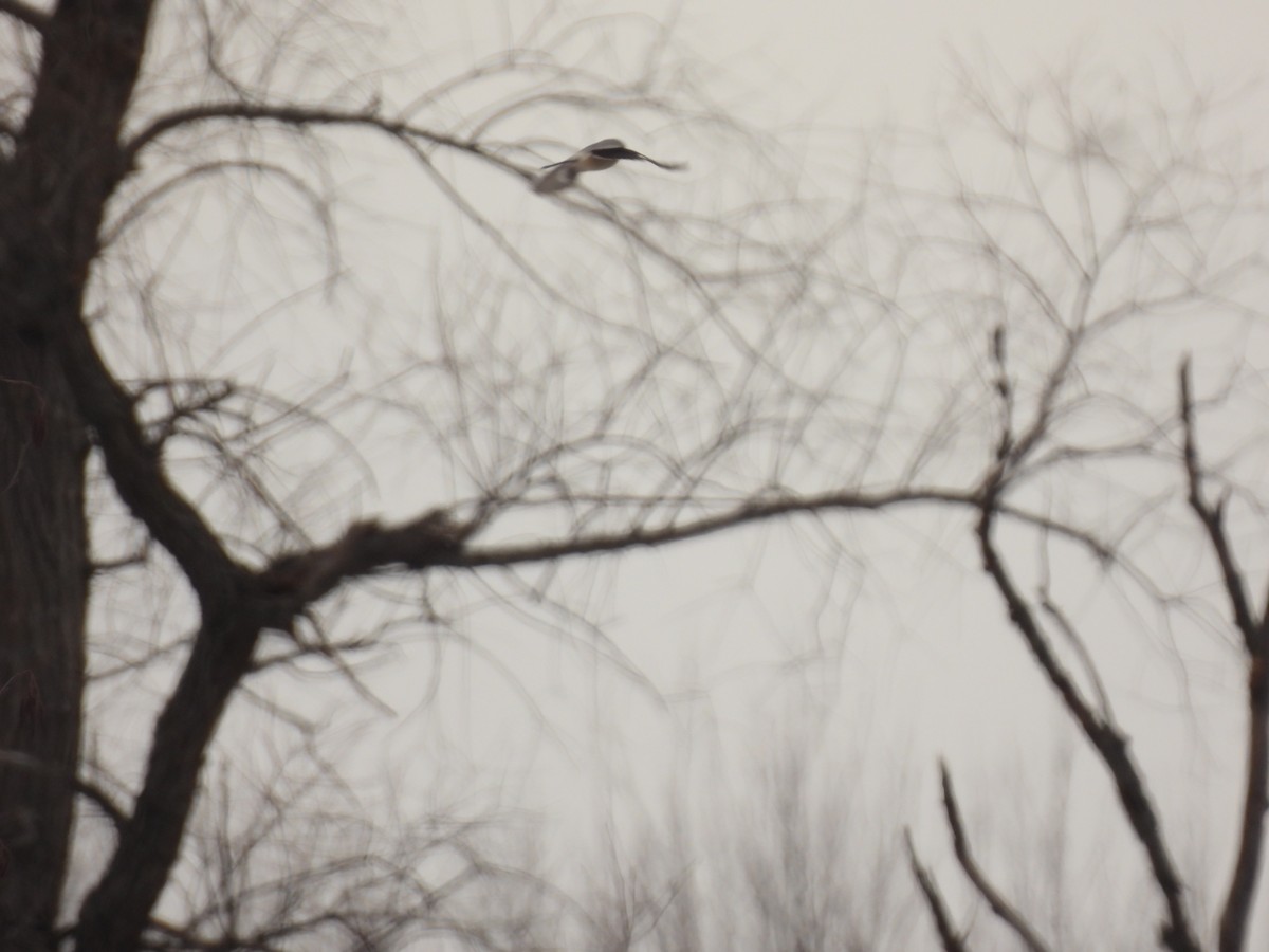 Taigaraubwürger - ML647583047