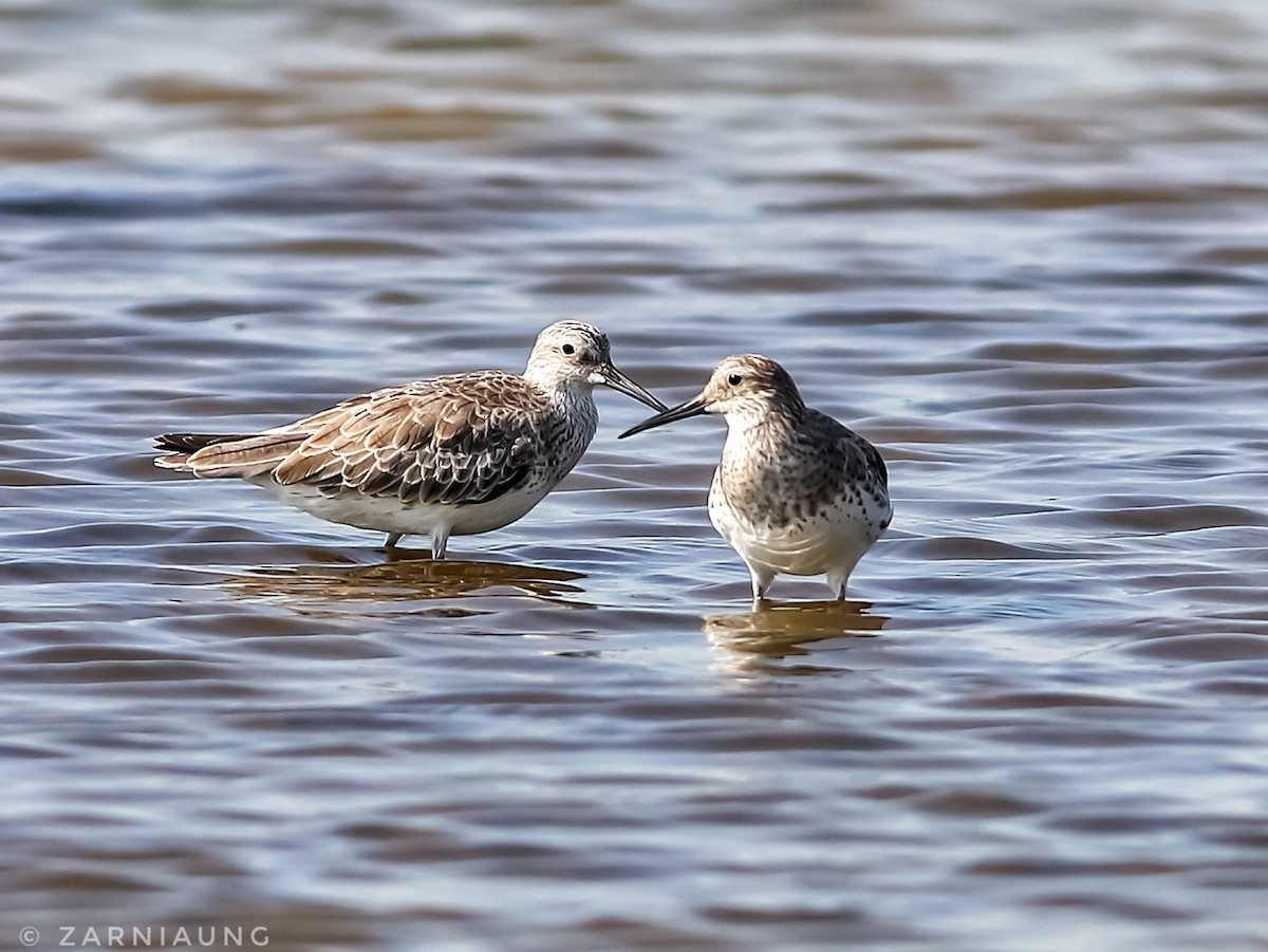 Anadyrknutt - ML647583048