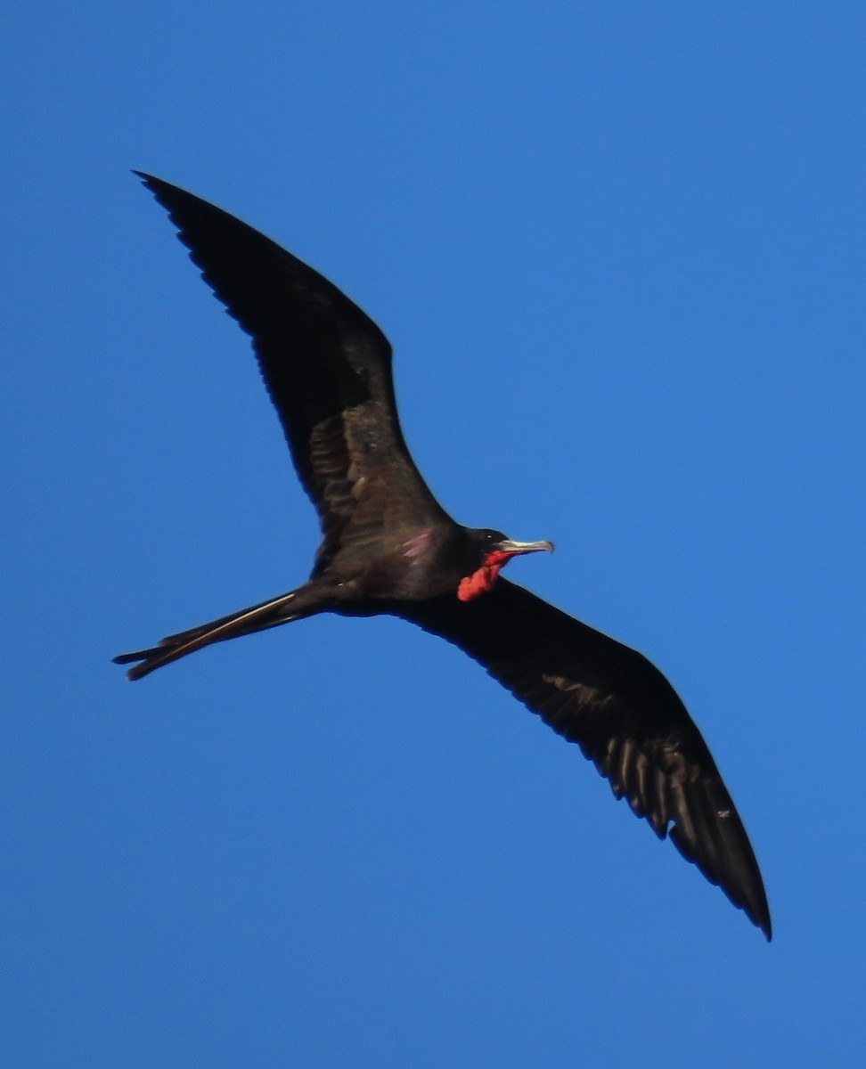 Prachtfregattvogel - ML647583052