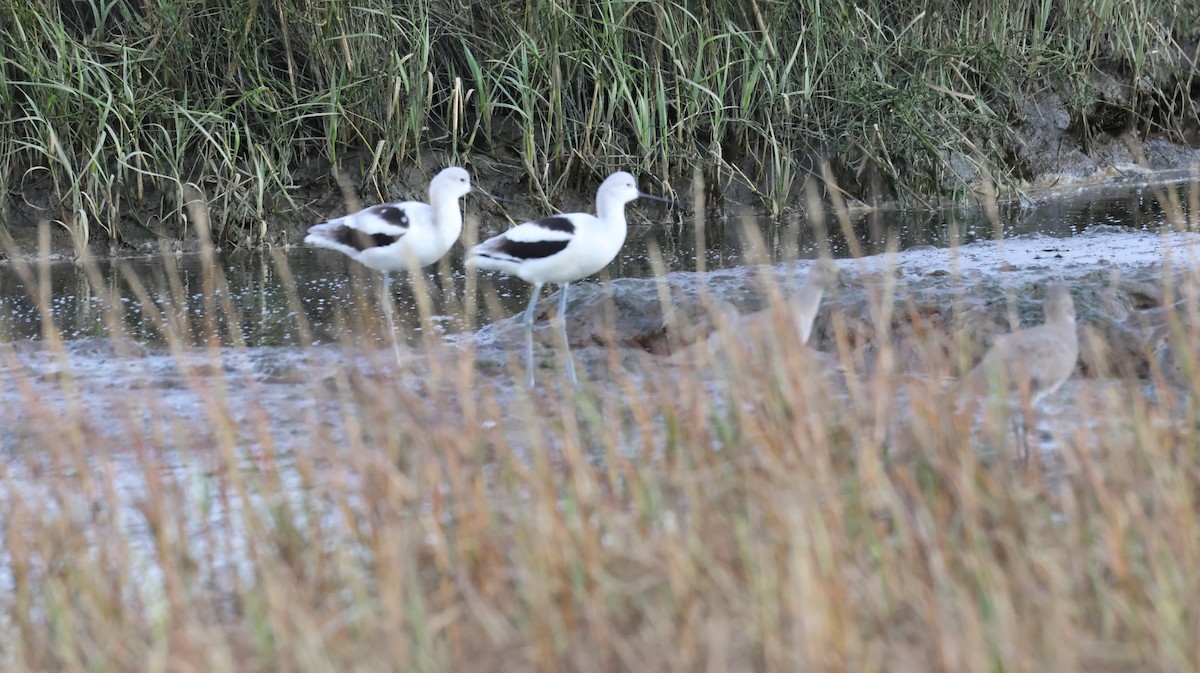 Braunhals-Säbelschnäbler - ML647583053