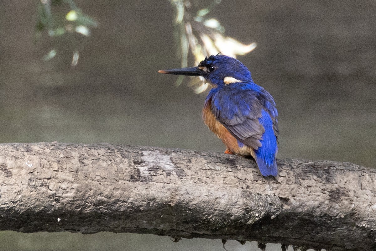 Azurzwergfischer - ML647583055