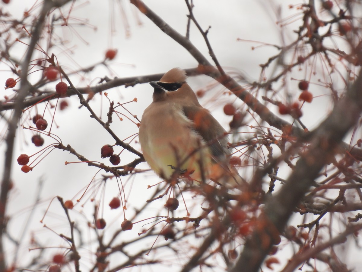 Zedernseidenschwanz - ML647583056