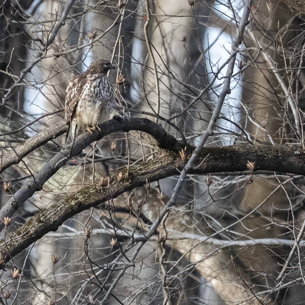 Rotschulterbussard - ML647583058