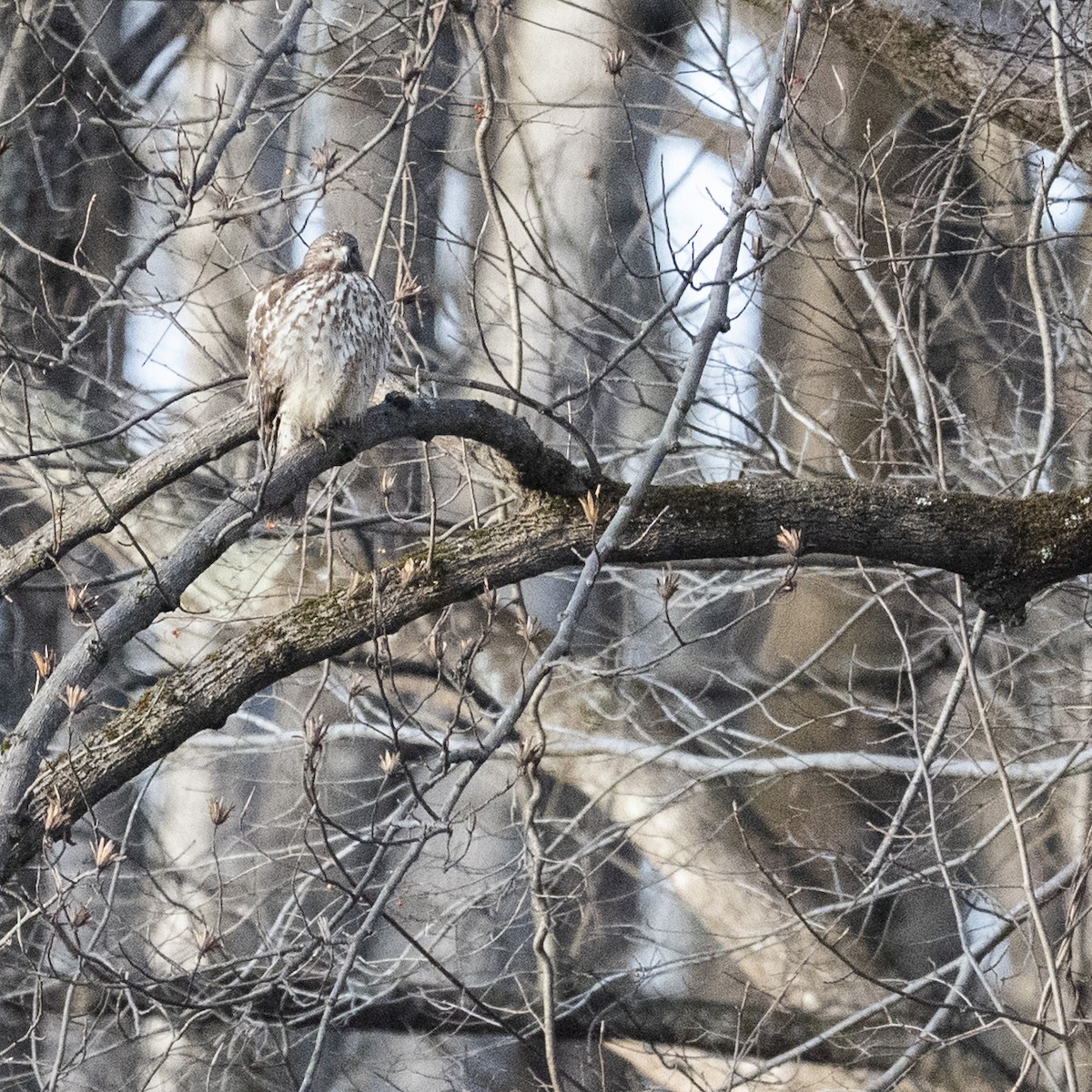 Rotschulterbussard - ML647583059