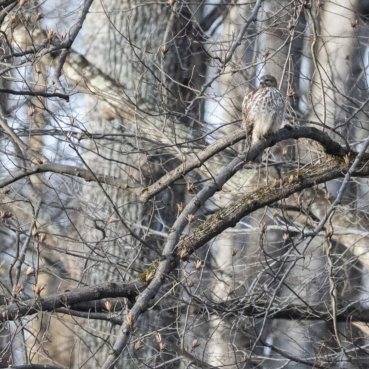 Rotschulterbussard - ML647583060