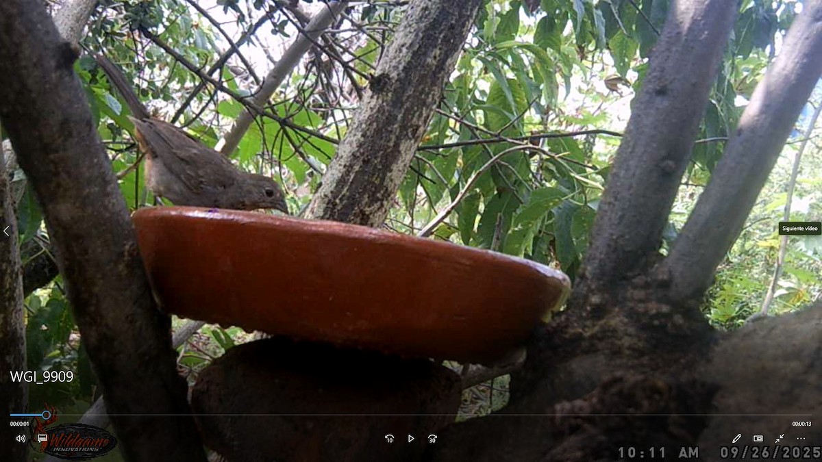 Braunrücken-Grundammer - ML647583061