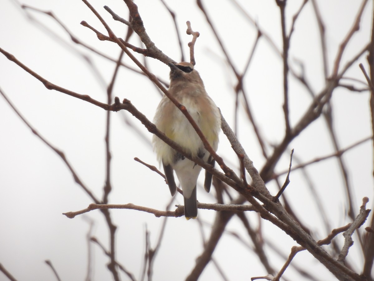 Zedernseidenschwanz - ML647583062