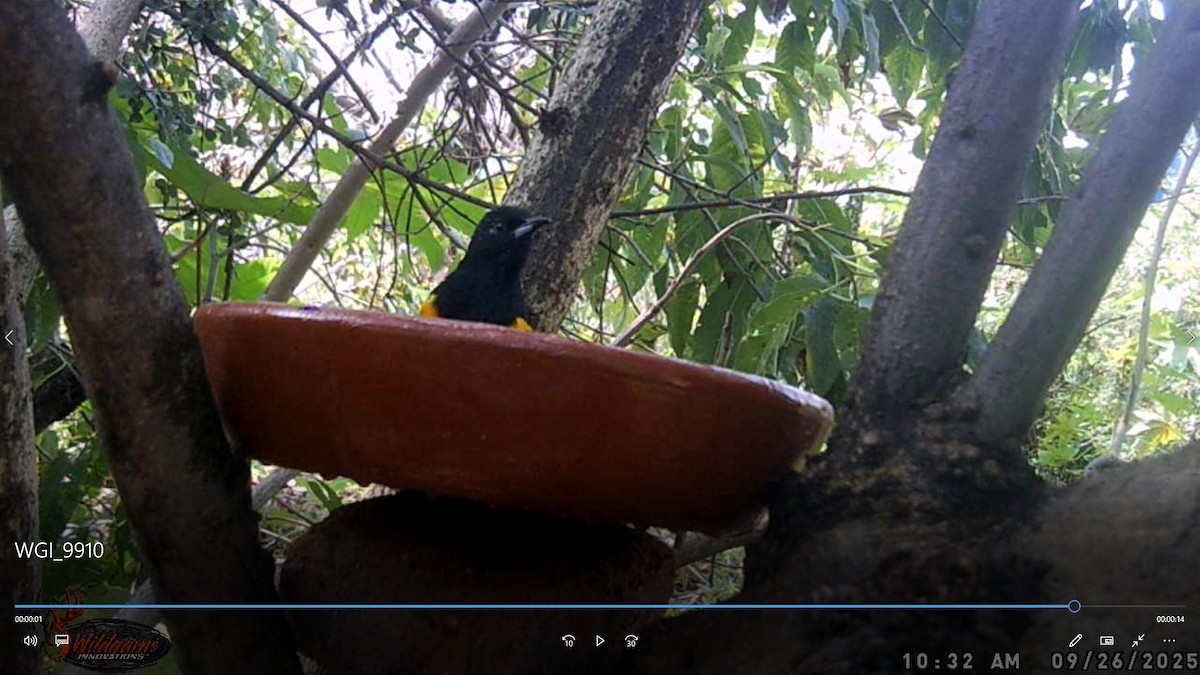 Berglandtrupial - ML647583068