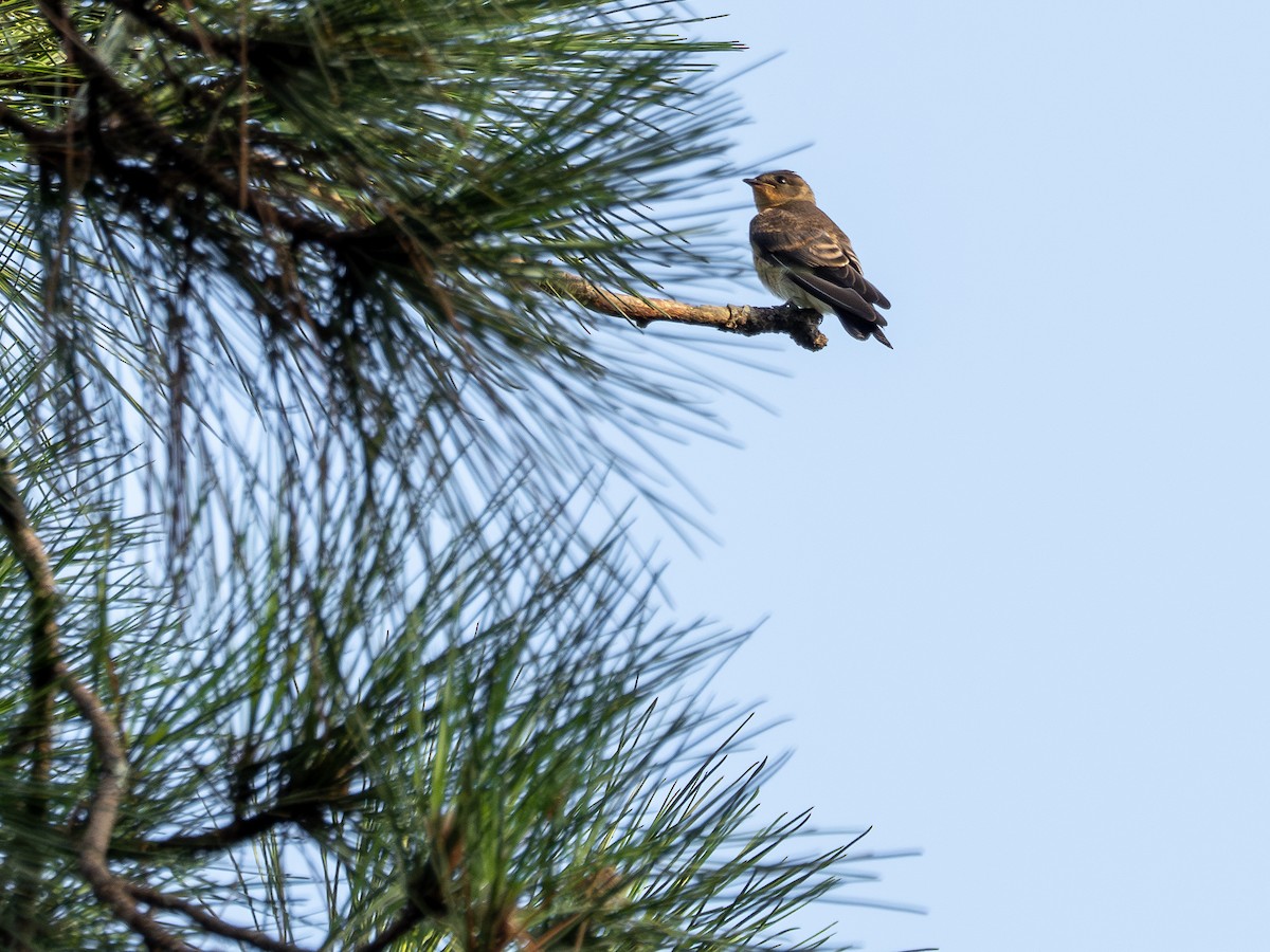 Moschusente (domestiziert) - ML647583069