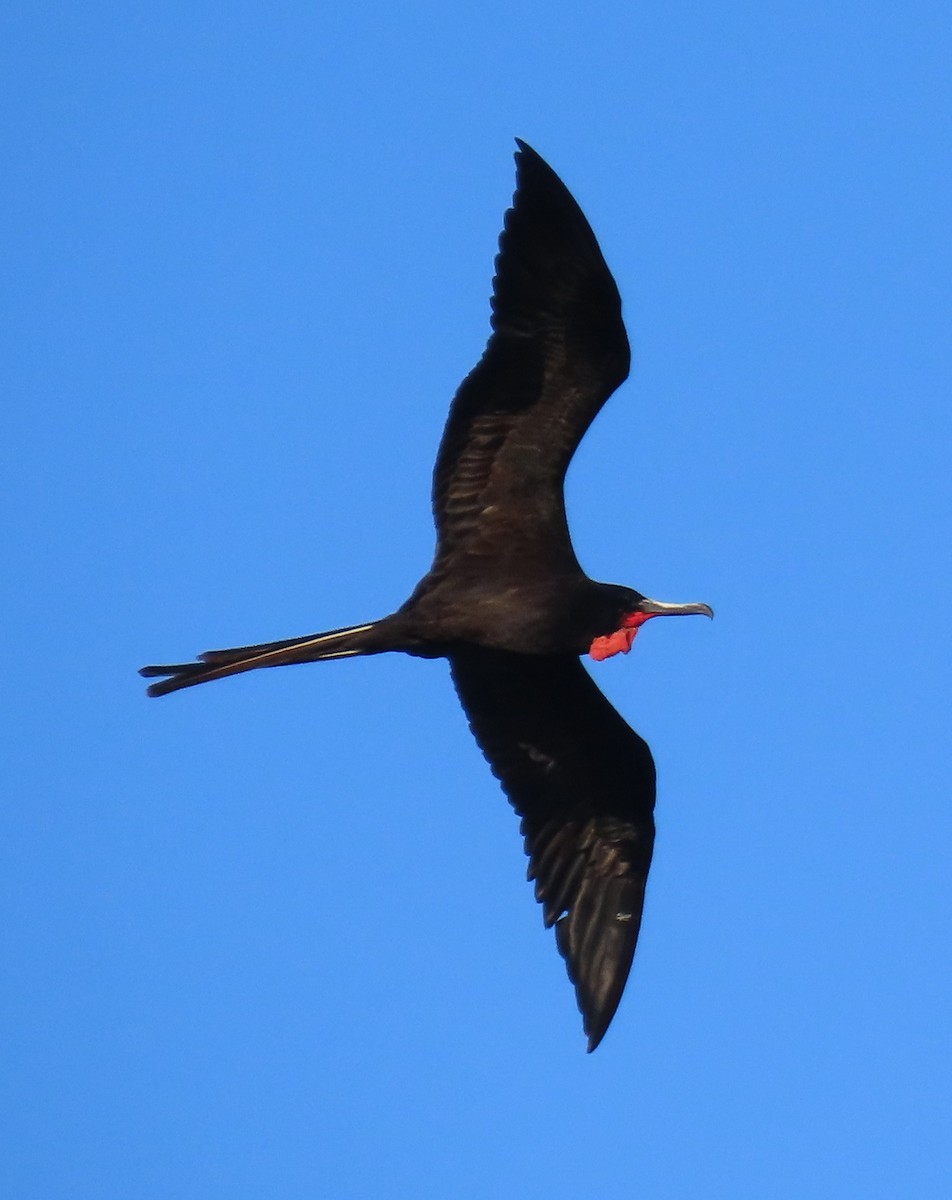 Prachtfregattvogel - ML647583070