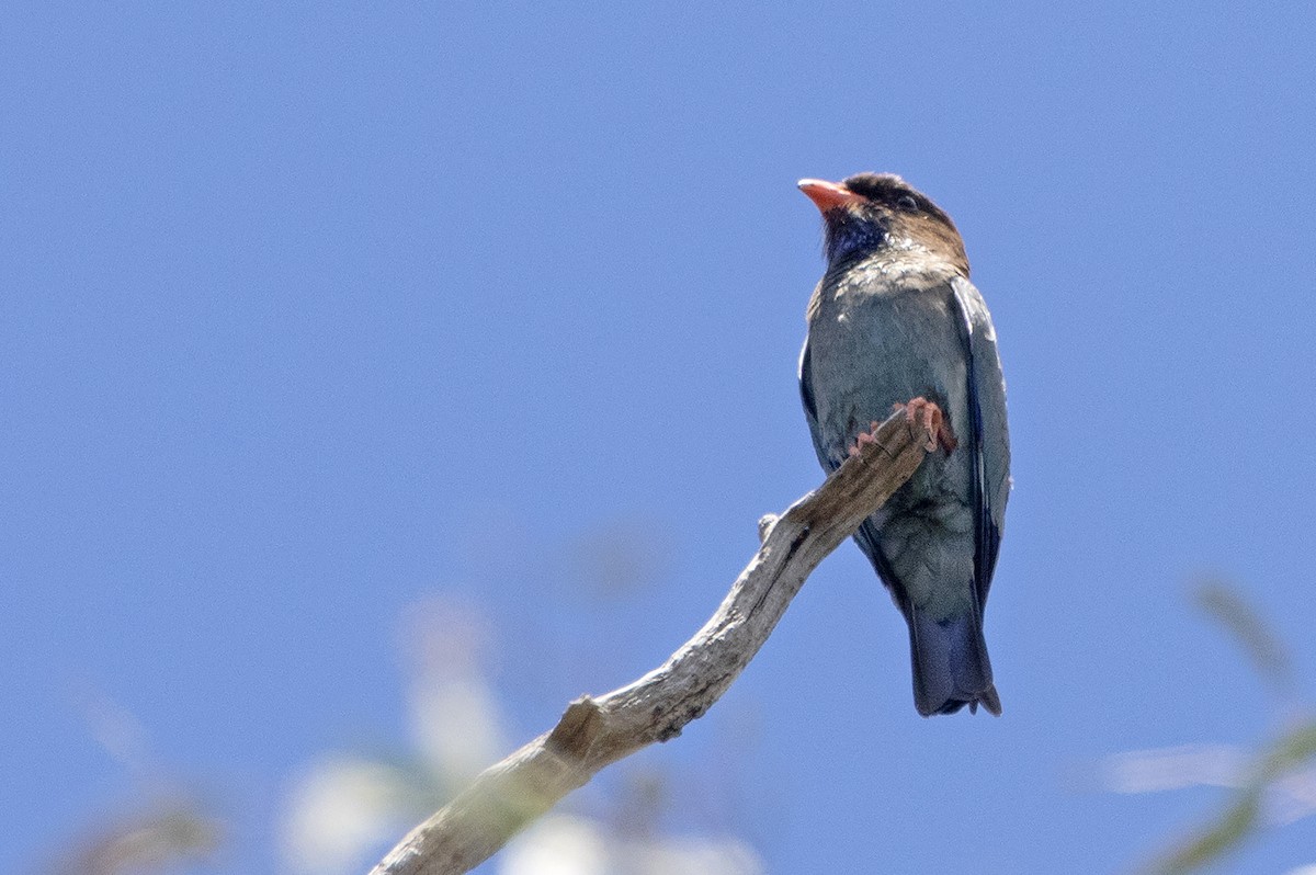 Türkisracke - ML647583071