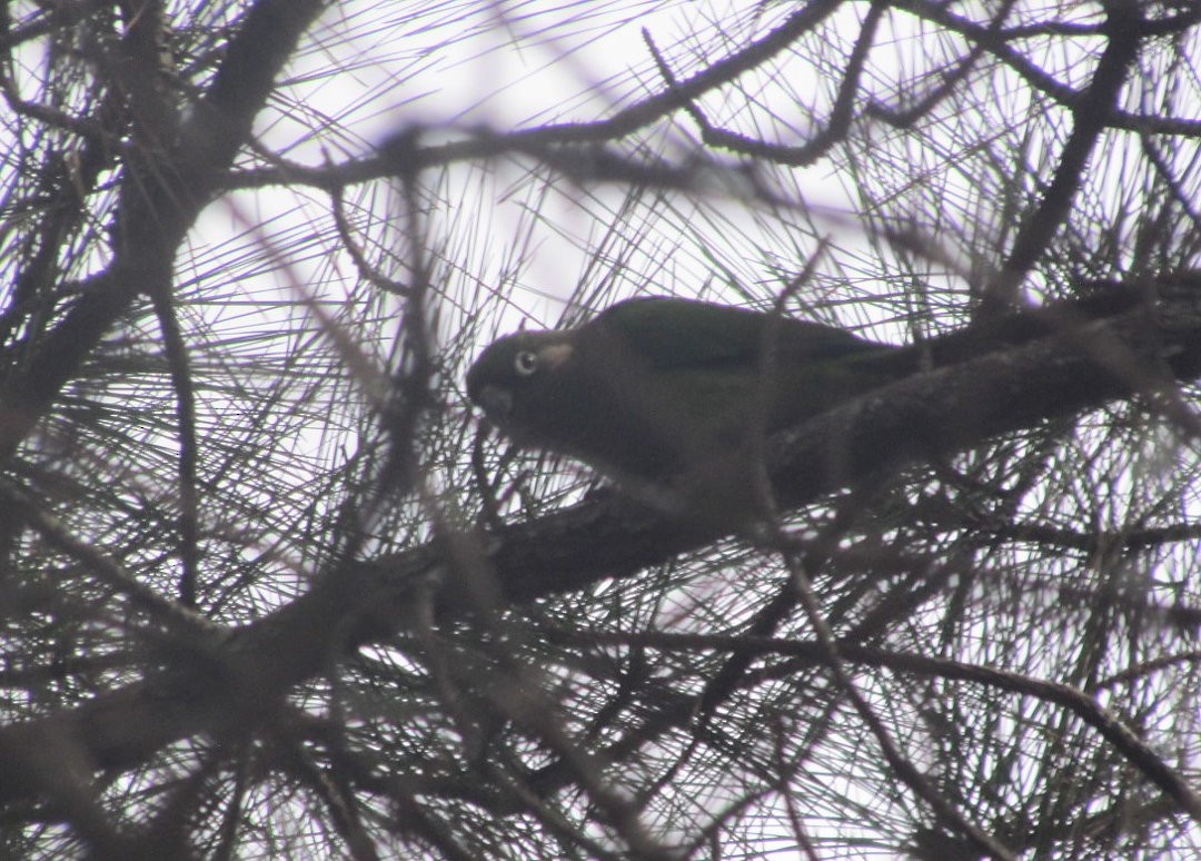 Braunohrsittich - ML647583072