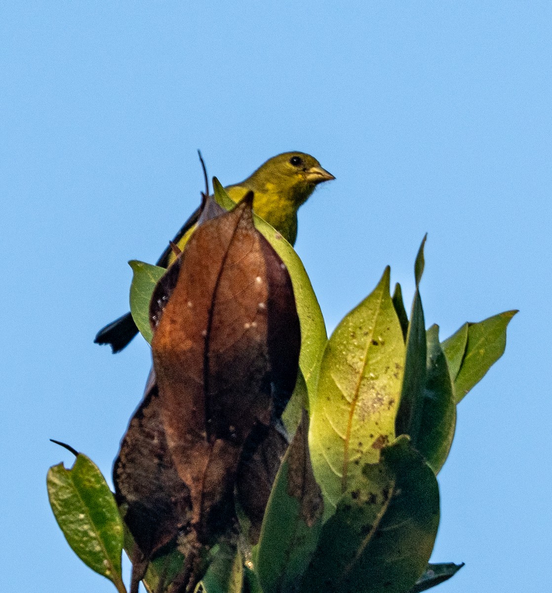 Gelbbauchzeisig - ML647583075