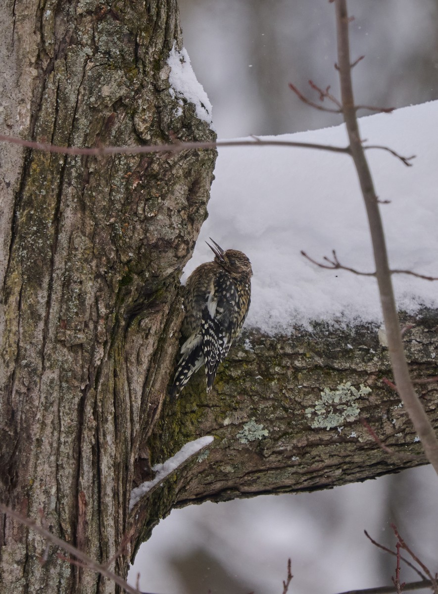 Дятел-смоктун жовточеревий - ML647583077
