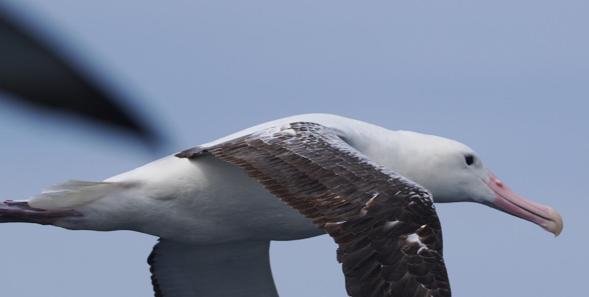 Southern Royal Albatross - ML647583086