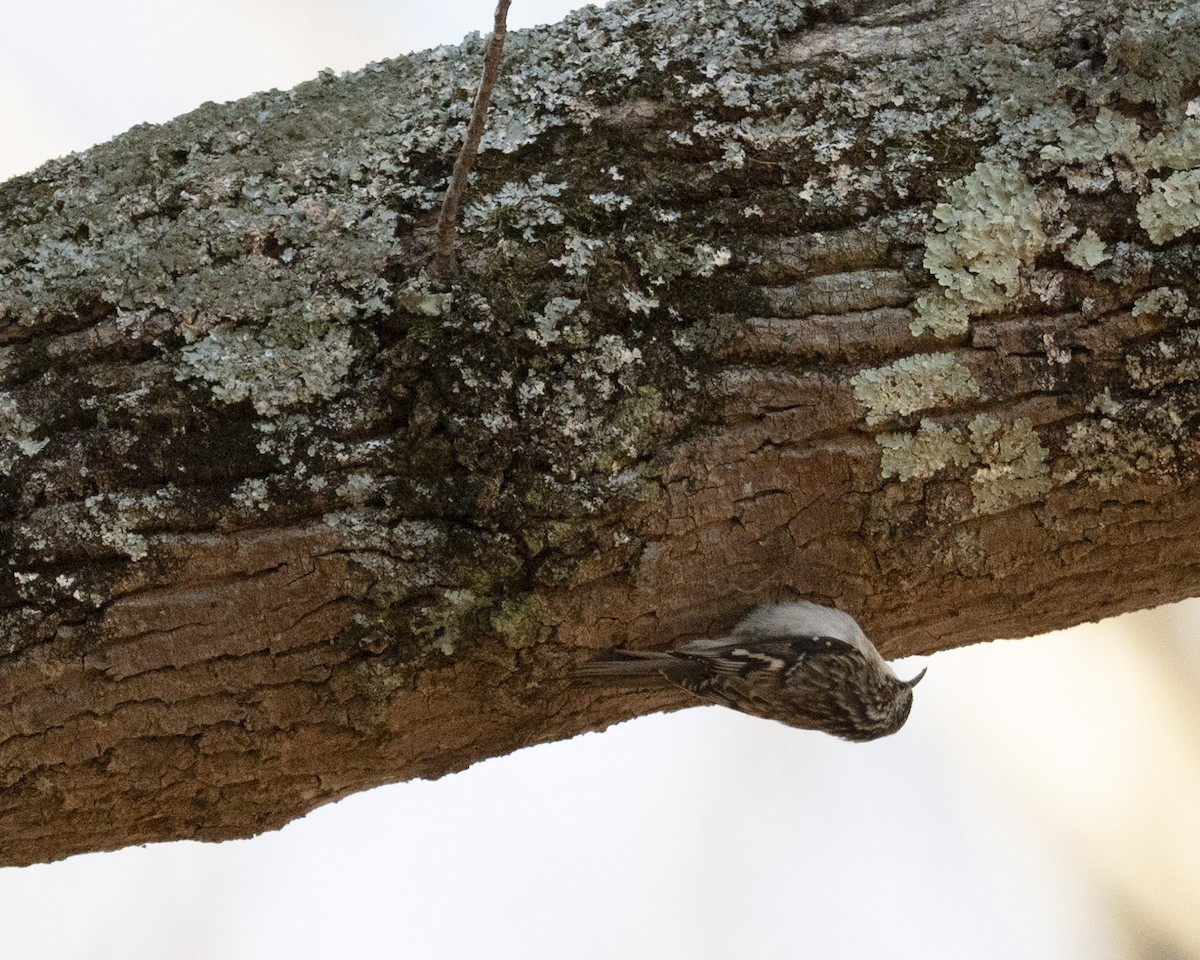 Brown Creeper - ML647583095