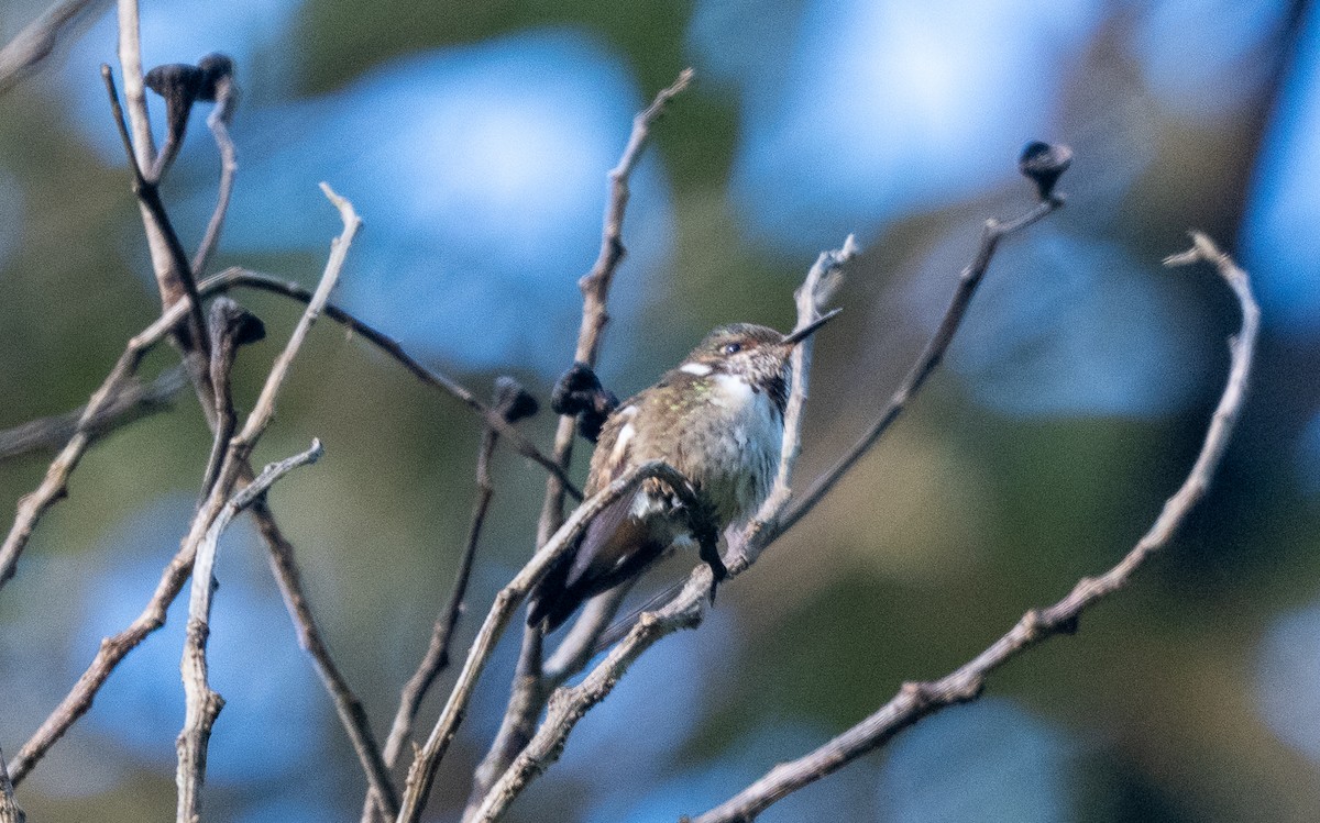 Volcano Hummingbird - ML647583106