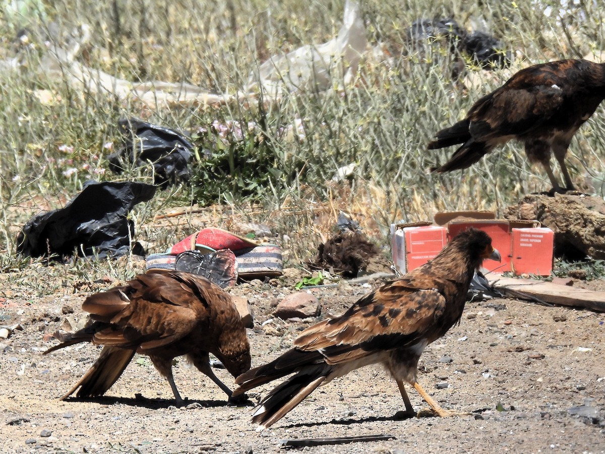 Mountain Caracara - ML647583110