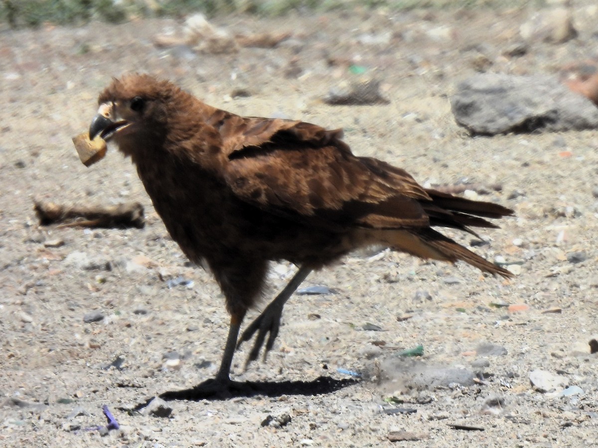 Mountain Caracara - ML647583142