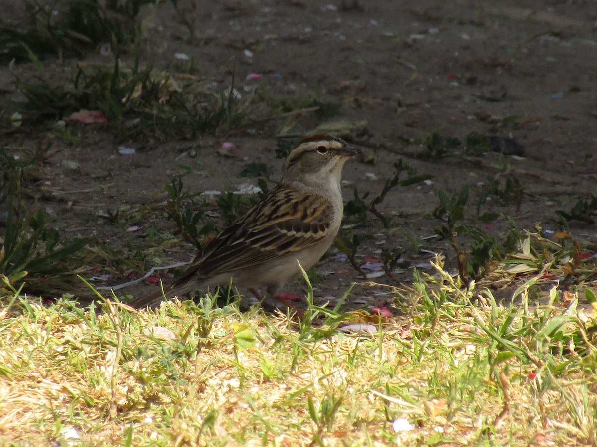 Chipping Sparrow - ML647583149