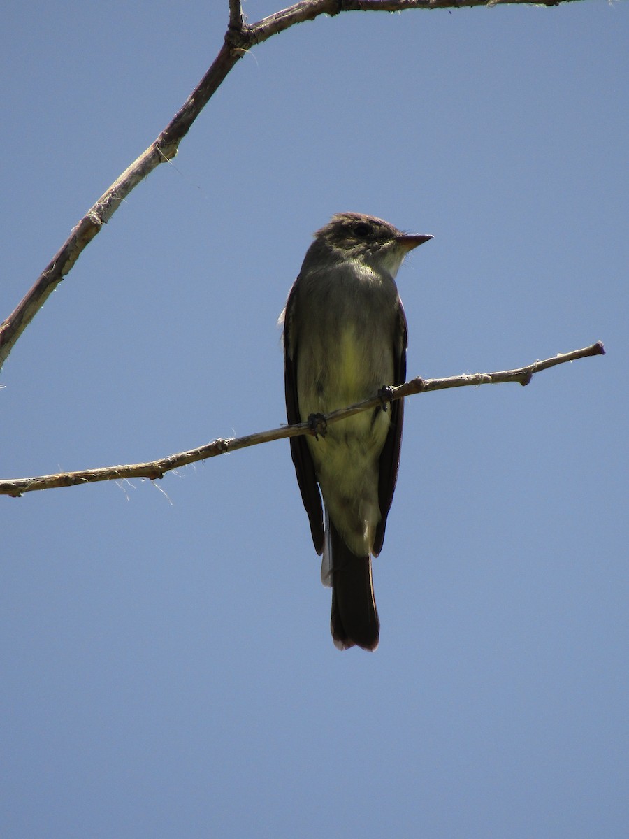 Western Wood-Pewee - ML647583161