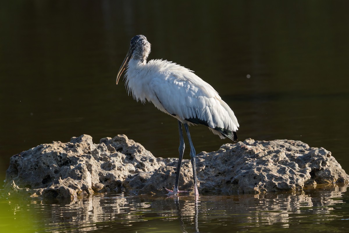 Wood Stork - ML647583164
