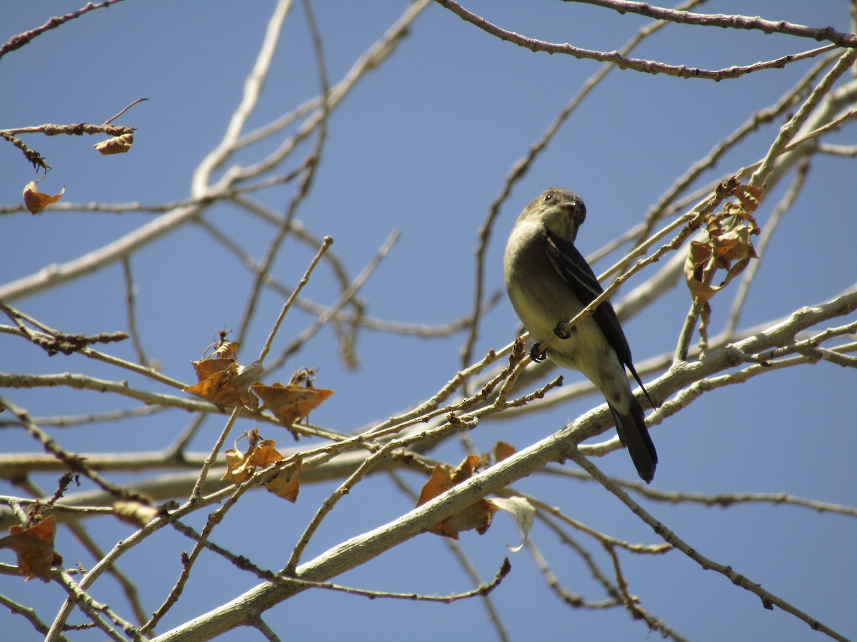 Western Wood-Pewee - ML647583166