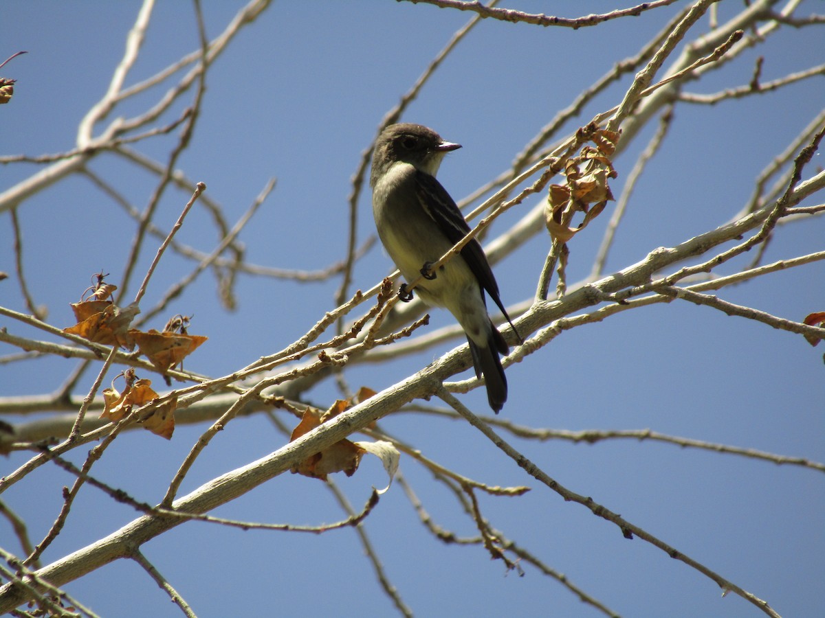 Western Wood-Pewee - ML647583167