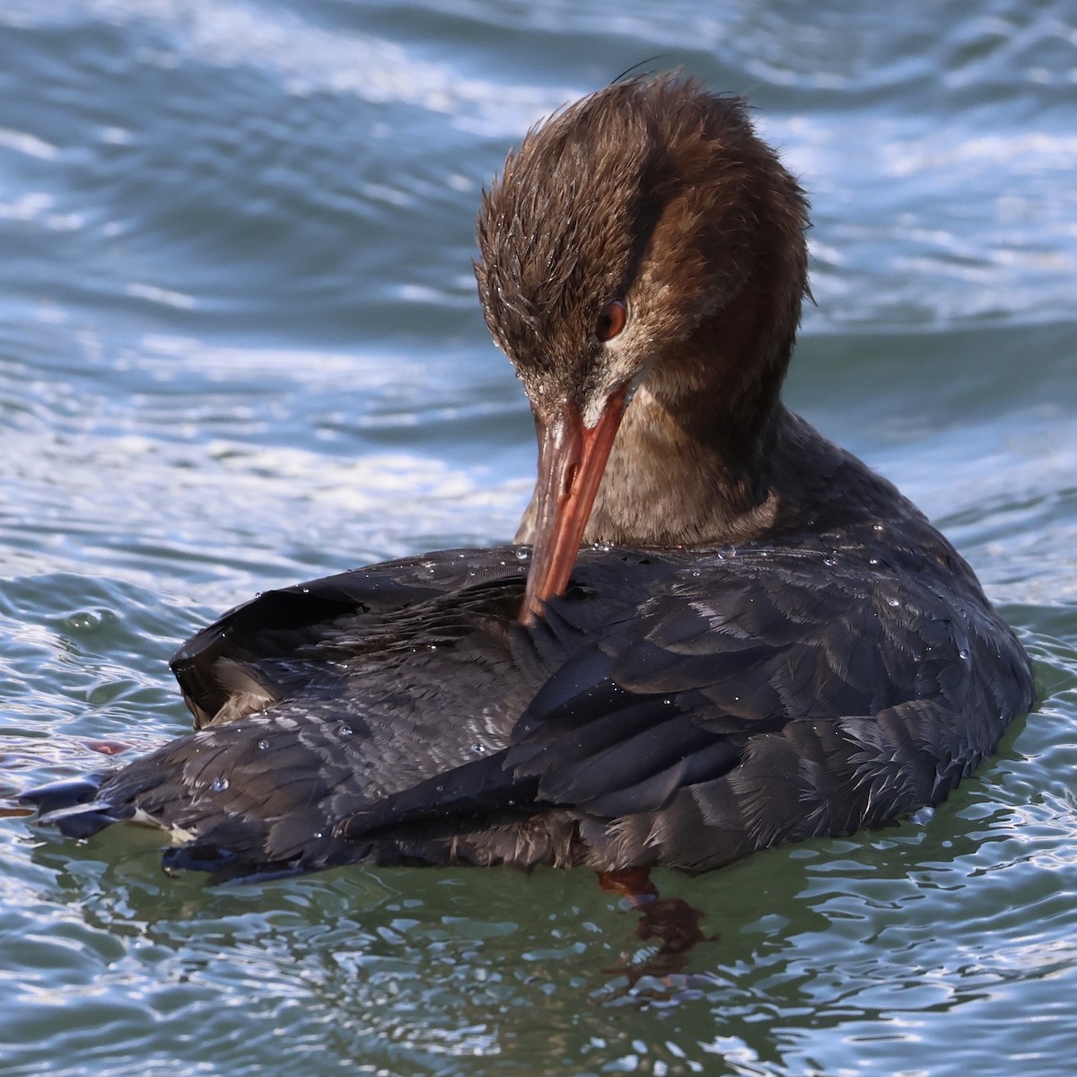 Red-breasted Merganser - ML647583174