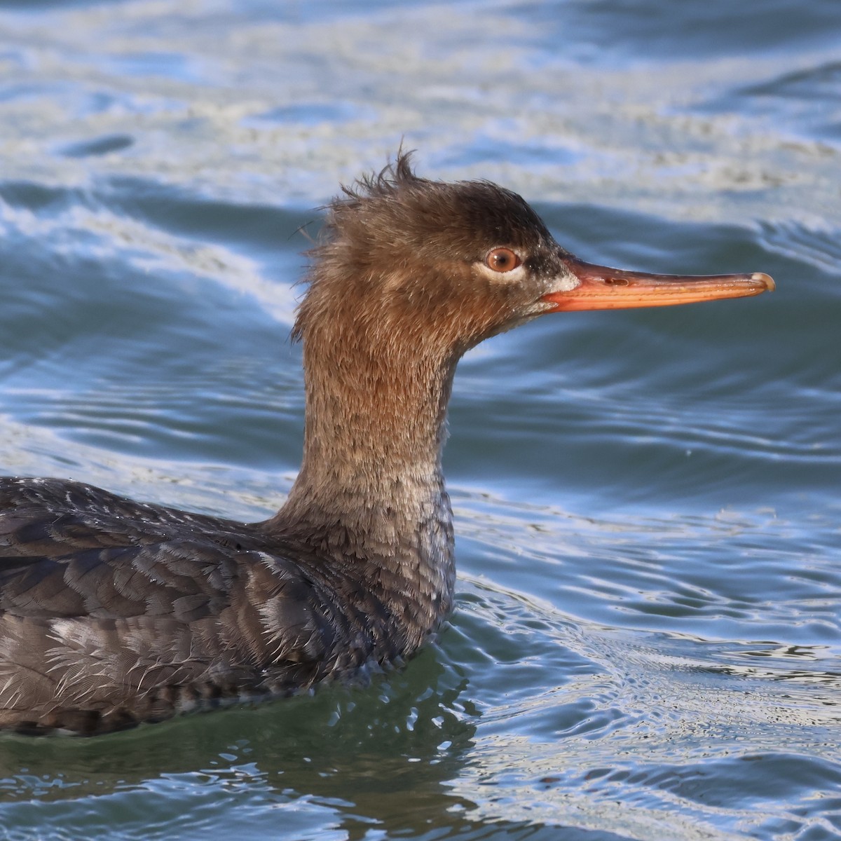 Red-breasted Merganser - ML647583175
