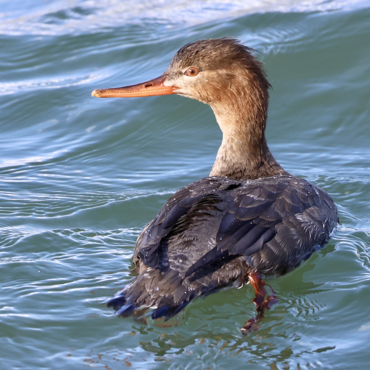 Red-breasted Merganser - ML647583176