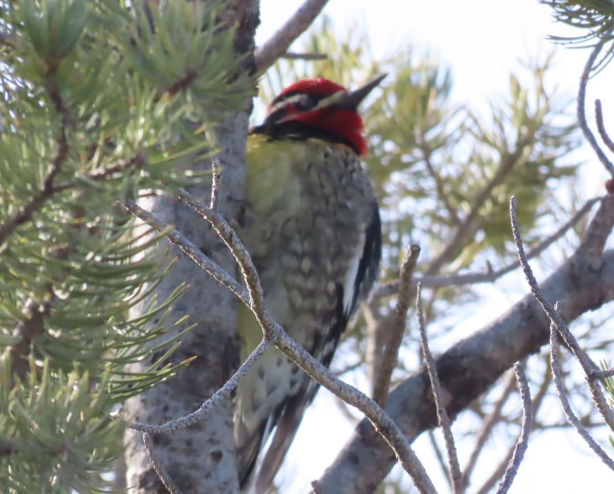 Red-naped Sapsucker - ML647583178