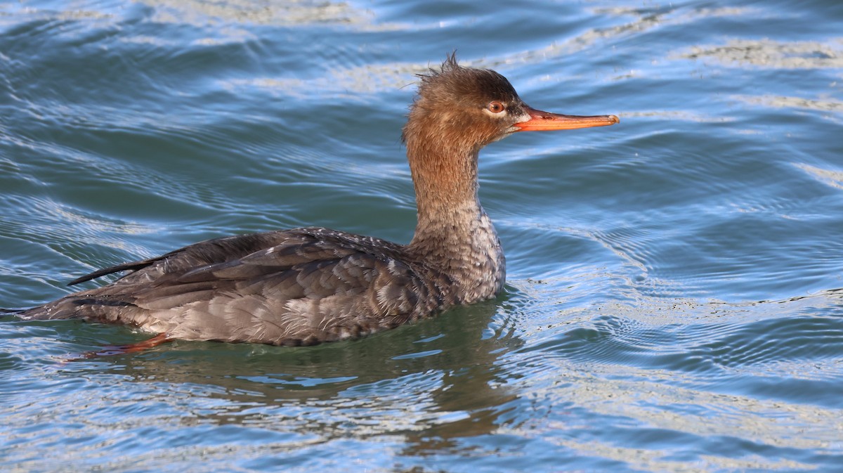 Red-breasted Merganser - ML647583180