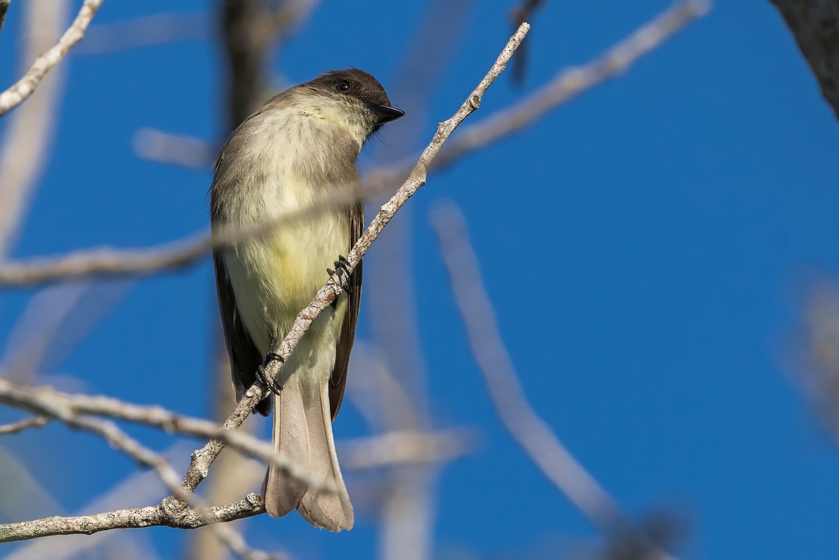 Eastern Phoebe - ML647583185