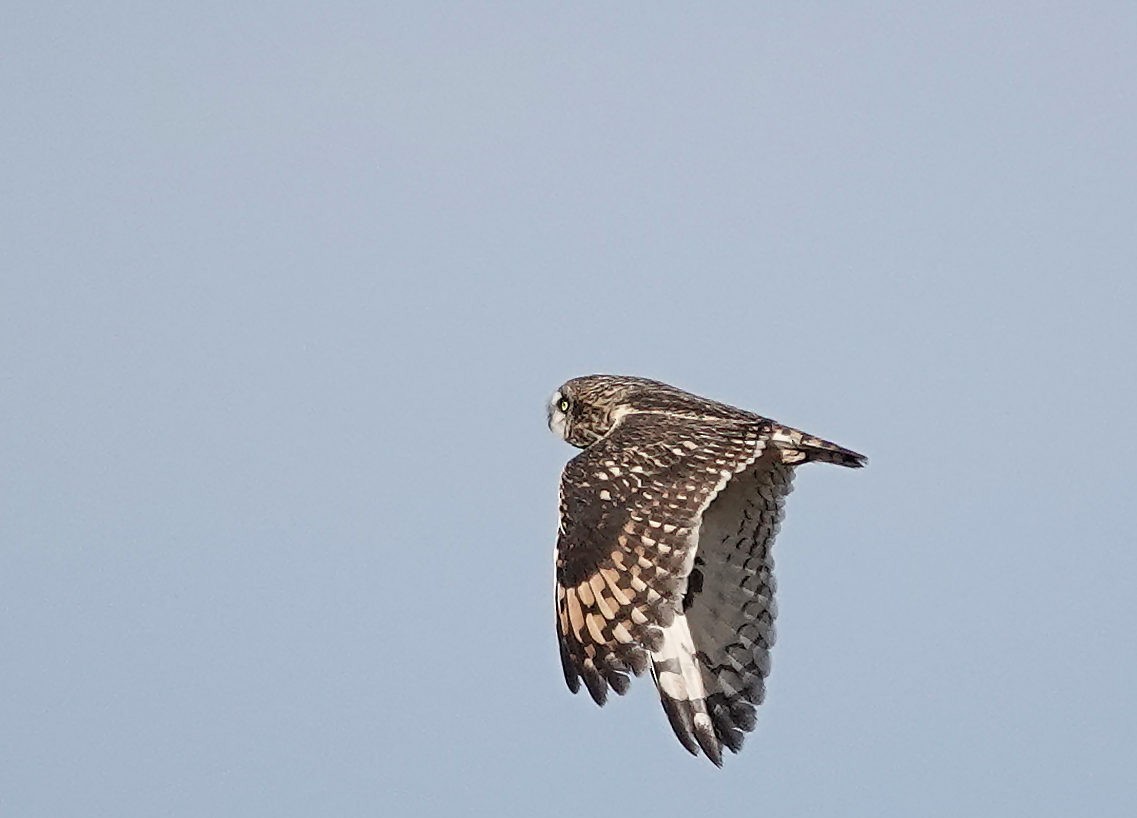 Short-eared Owl - ML647583187