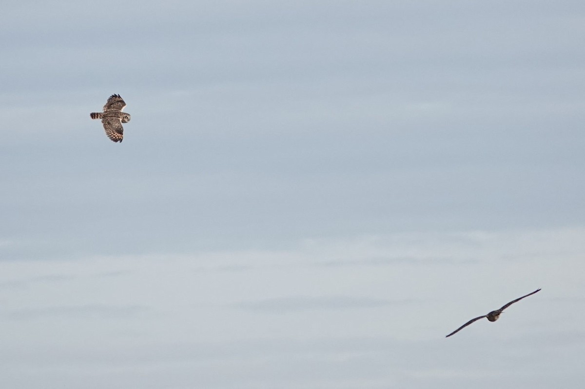 Short-eared Owl - ML647583196