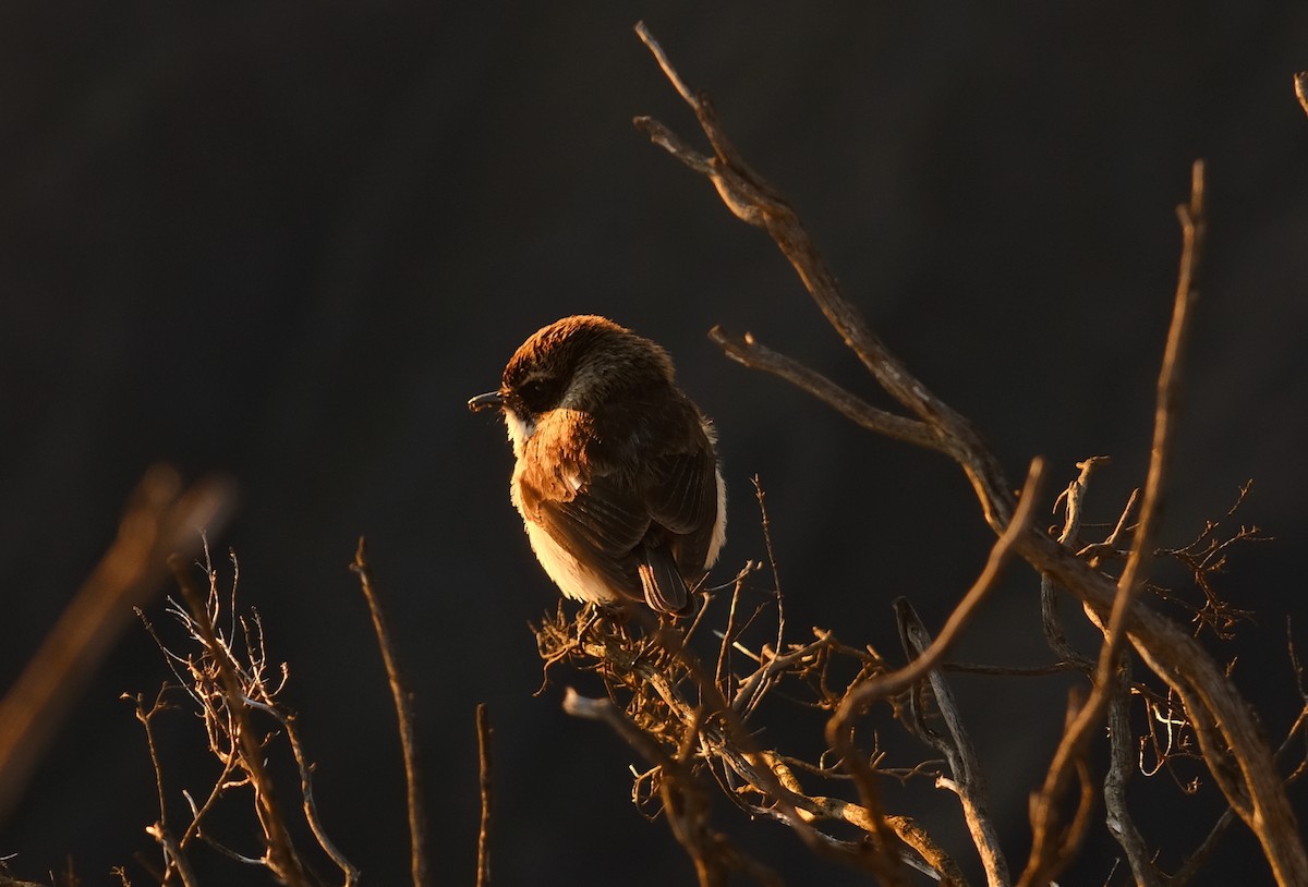 Reunion Stonechat - ML647583200
