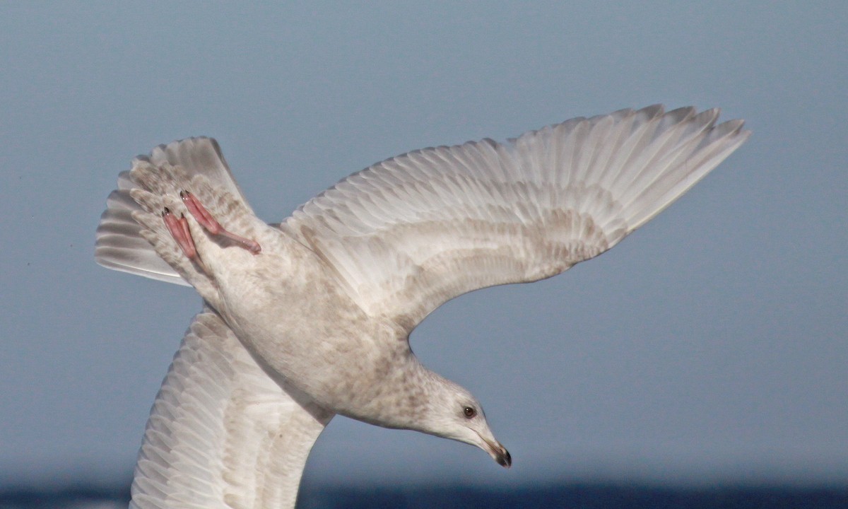 アイスランドカモメ（亜種 クムリーンカモメ） - ML647583208