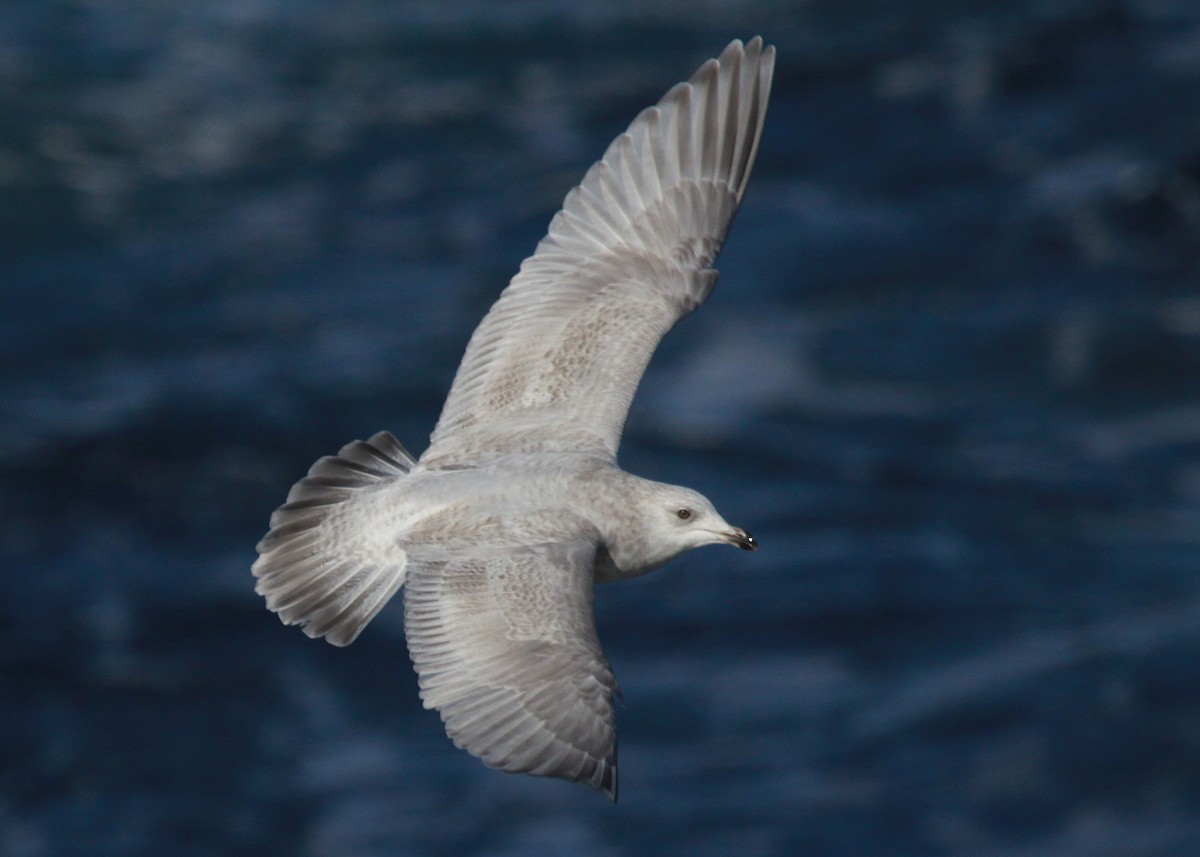 アイスランドカモメ（亜種 クムリーンカモメ） - ML647583209