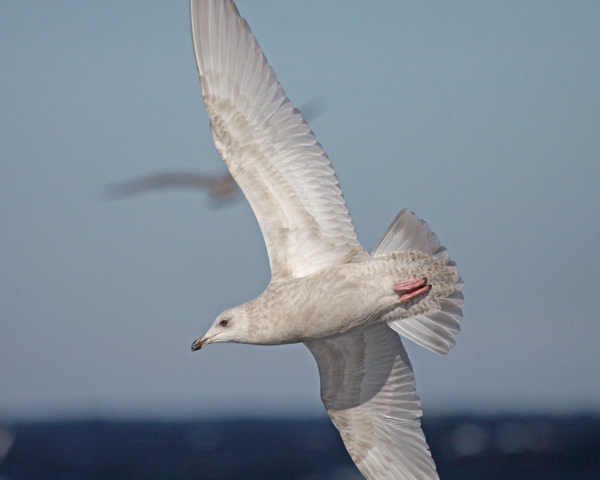 アイスランドカモメ（亜種 クムリーンカモメ） - ML647583210