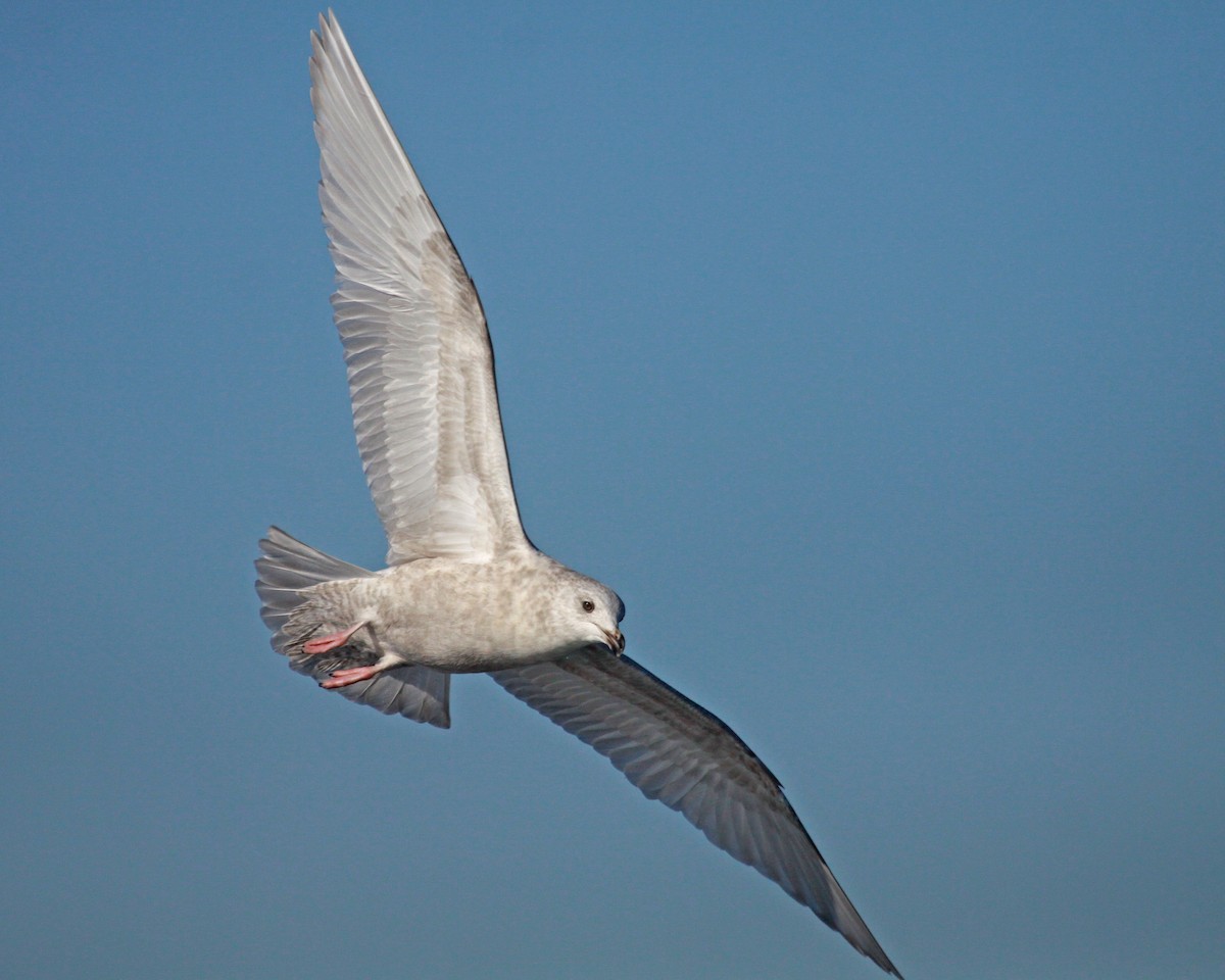 アイスランドカモメ（亜種 クムリーンカモメ） - ML647583211