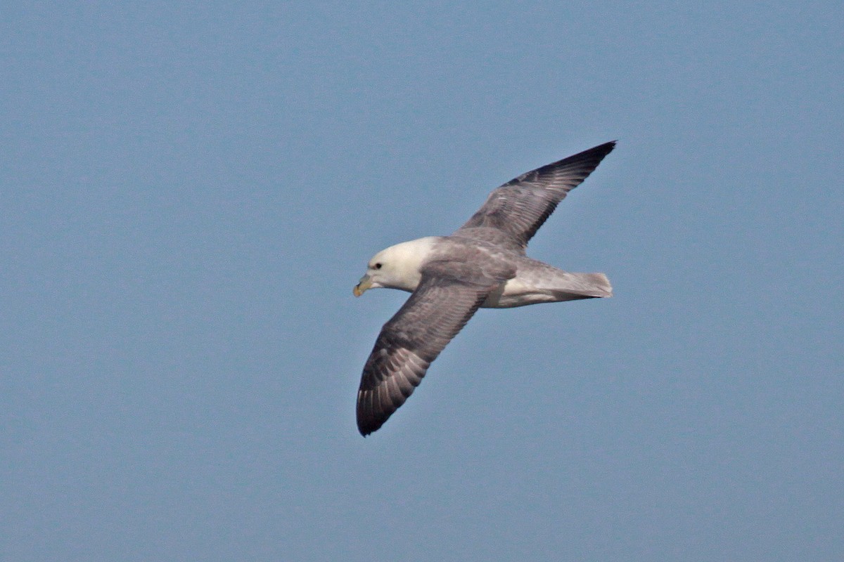 Northern Fulmar - ML647583238