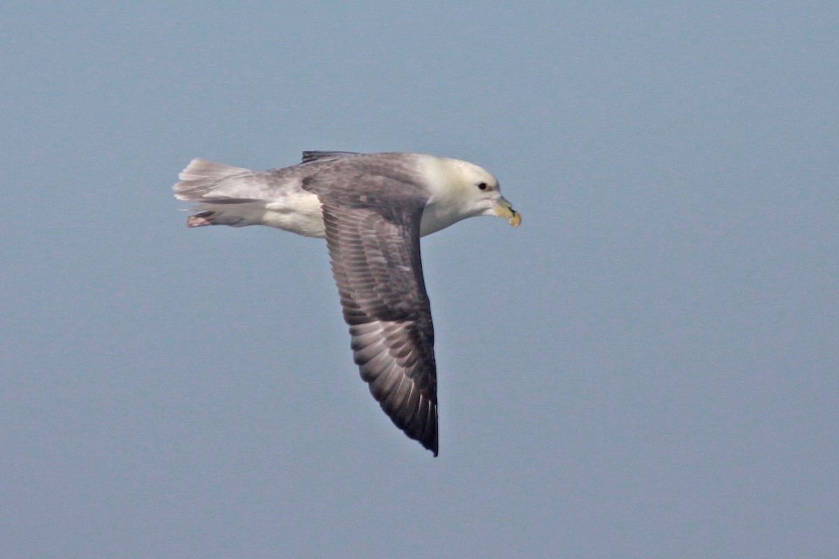 Northern Fulmar - ML647583239