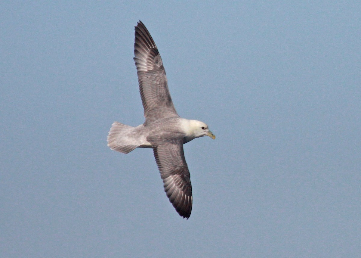 Northern Fulmar - ML647583240