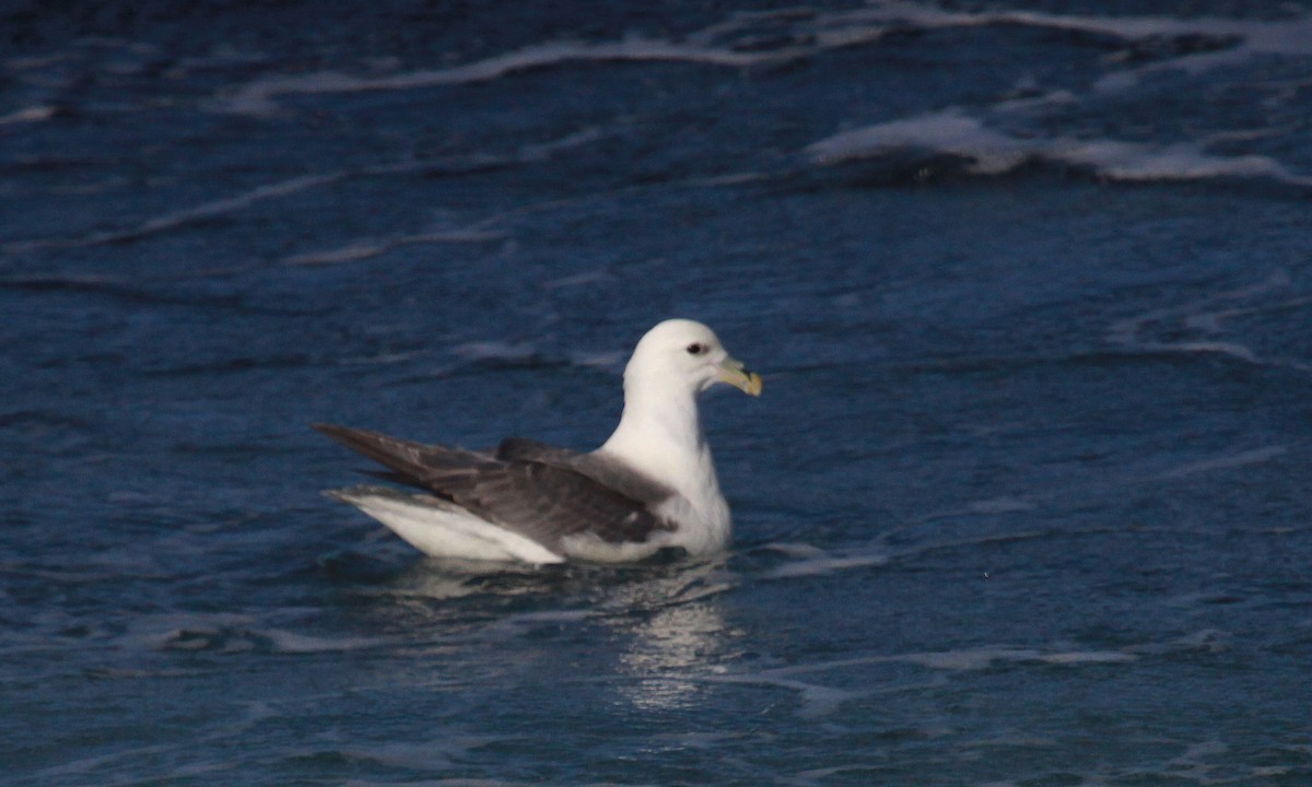 Northern Fulmar - ML647583241